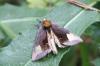 Diachrysia chryson